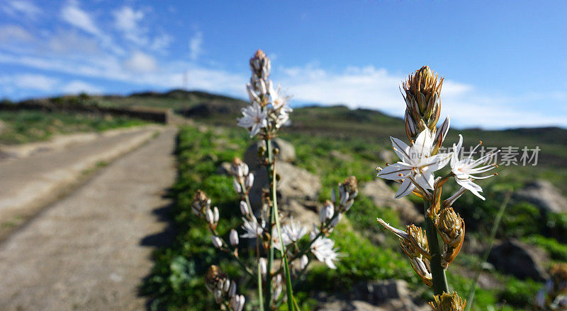 在西班牙加那利群岛，特内里费岛，Teno Alto盛开的芦笋目多年生草本植物。